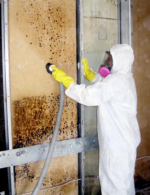 Mold Mildew Removal Services