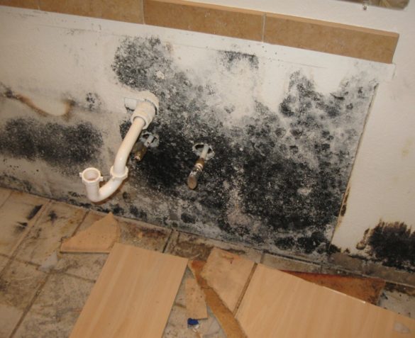 Kitchen Under Sink Mould Removal Services