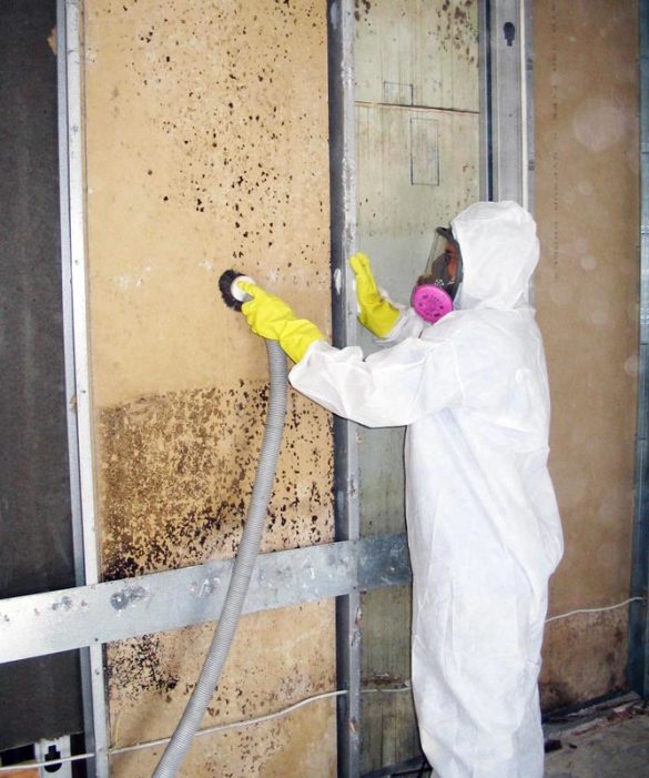 Mold Removal Services Toronto